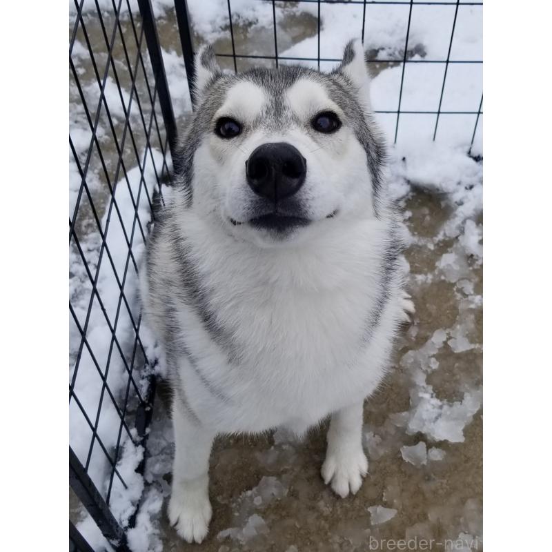 販売中の千葉県のシベリアンハスキー-421037の3枚目