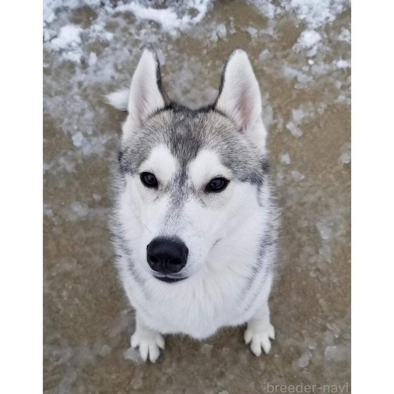 販売中の千葉県のシベリアンハスキー-421037の2枚目