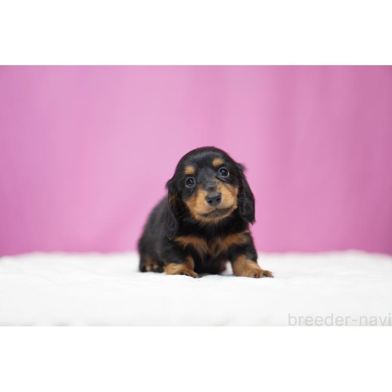 販売中の埼玉県のミニチュアダックスフンド(ロングヘアード)-446204の5枚目