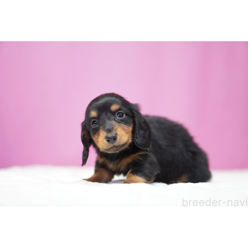 販売中の埼玉県のミニチュアダックスフンド(ロングヘアード)-446204の4枚目