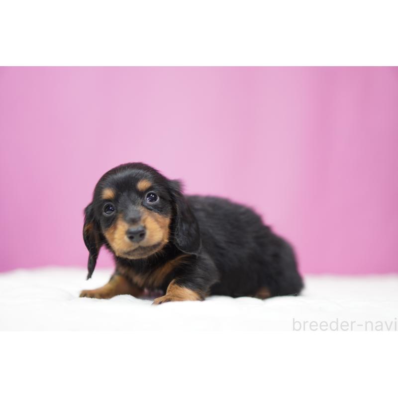 販売中の埼玉県のミニチュアダックスフンド(ロングヘアード)-446204の3枚目