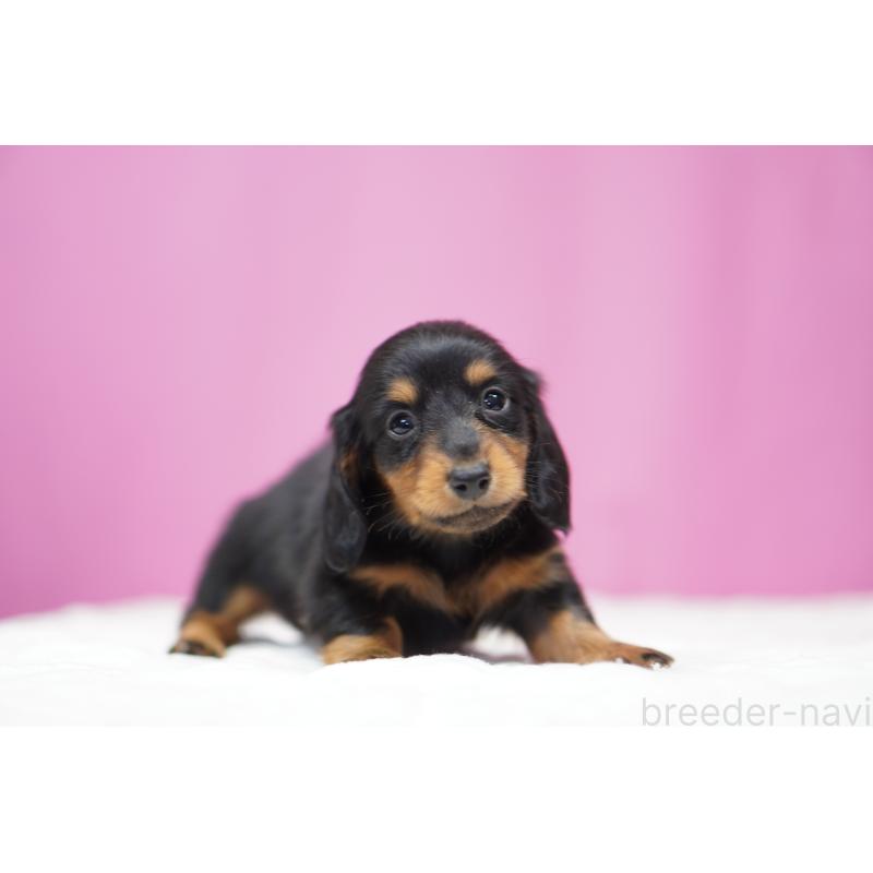 販売中の埼玉県のミニチュアダックスフンド(ロングヘアード)-446204の2枚目