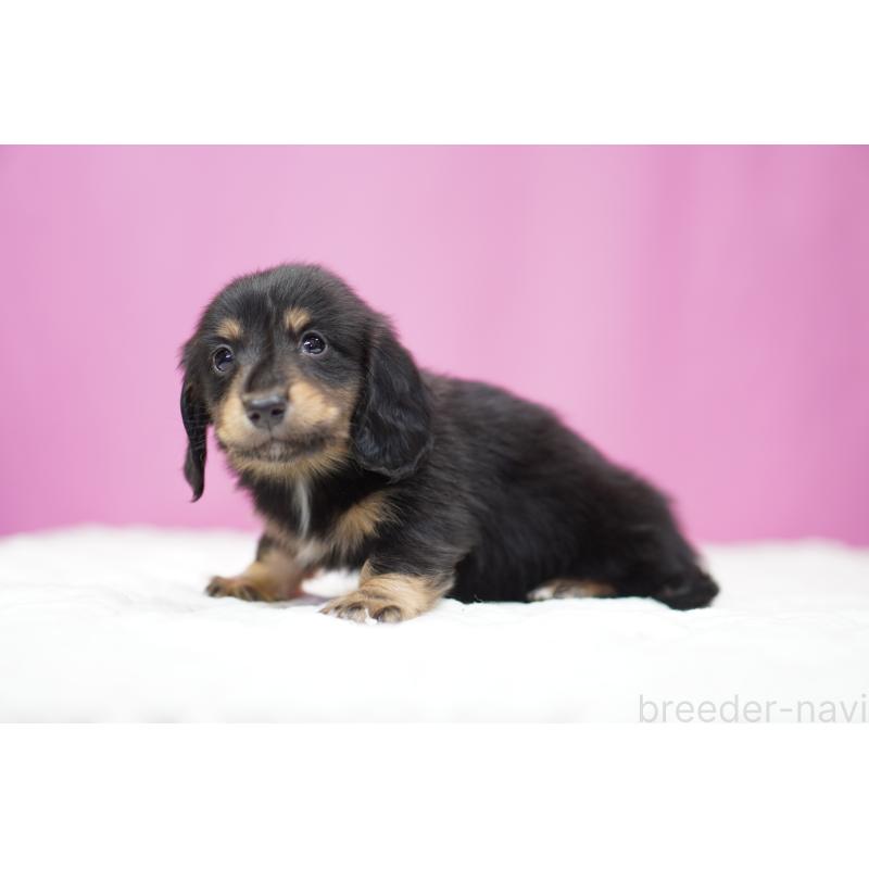 販売中の埼玉県のミニチュアダックスフンド(ロングヘアード)-446201の4枚目