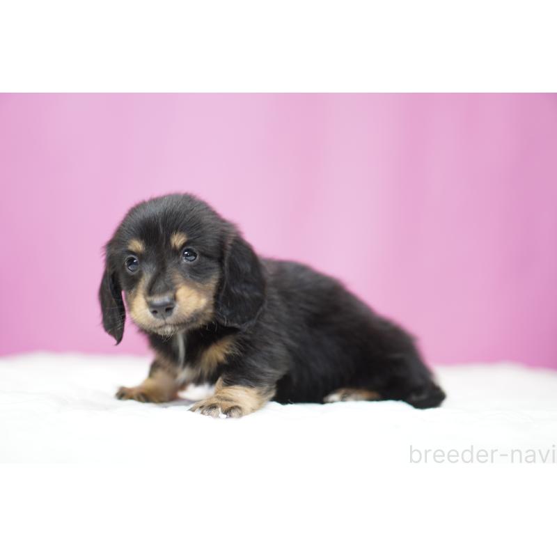 販売中の埼玉県のミニチュアダックスフンド(ロングヘアード)-446201の3枚目