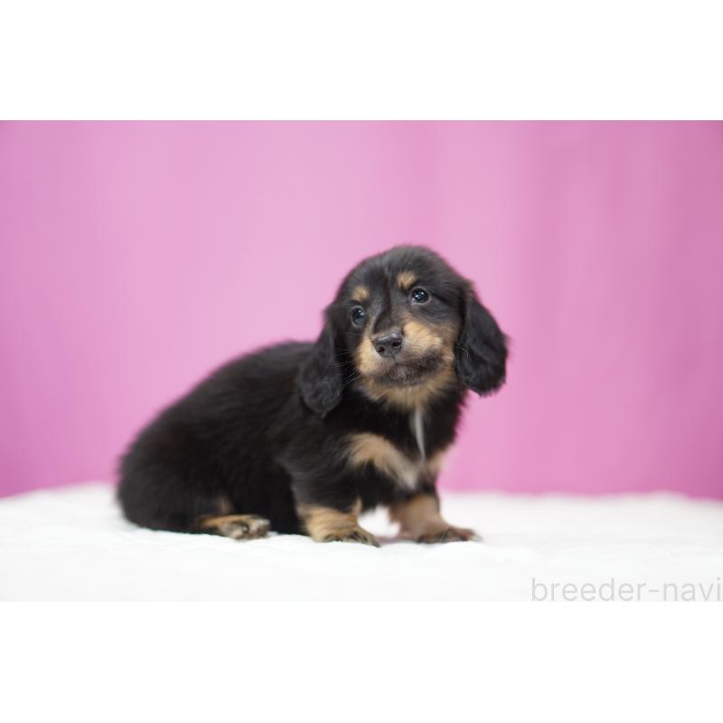 販売中の埼玉県のミニチュアダックスフンド(ロングヘアード)-446201の2枚目