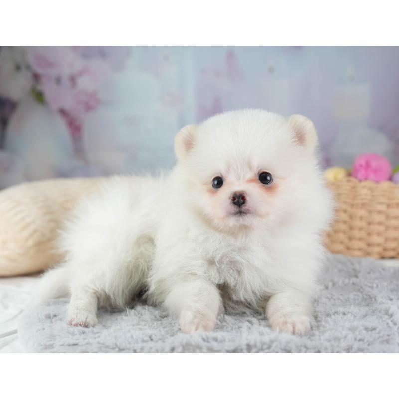 販売中の埼玉県のポメラニアン-447495の12枚目