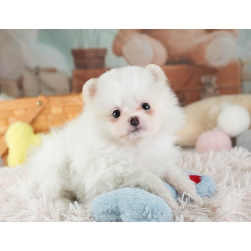 販売中の埼玉県のポメラニアン-447495の11枚目