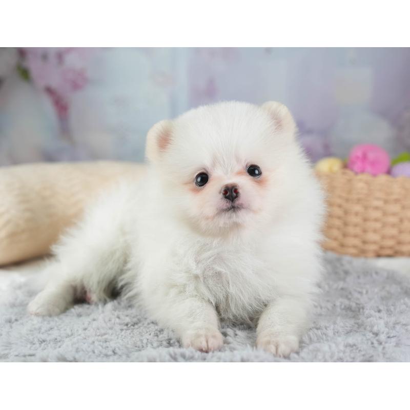 販売中の埼玉県のポメラニアン-447495の10枚目