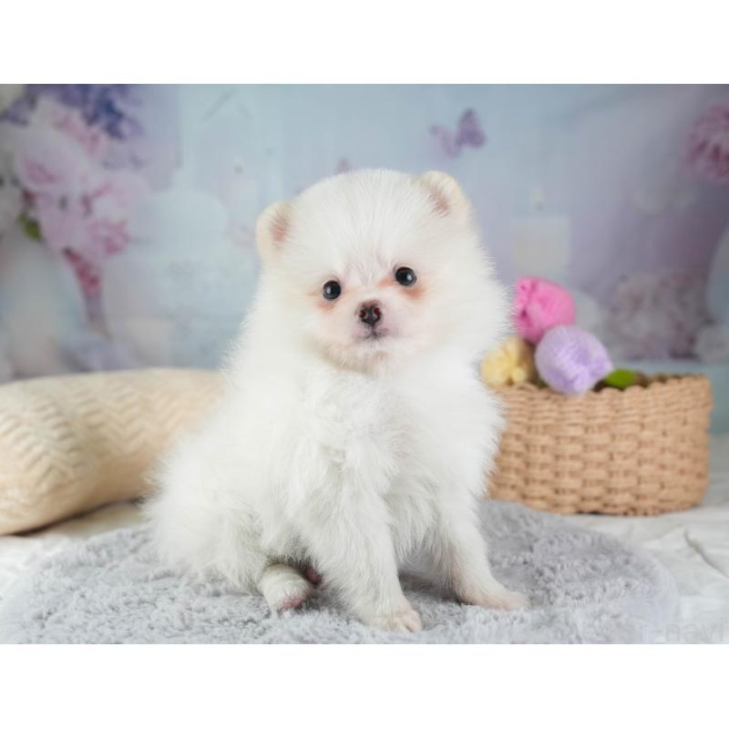 販売中の埼玉県のポメラニアン-447495の9枚目