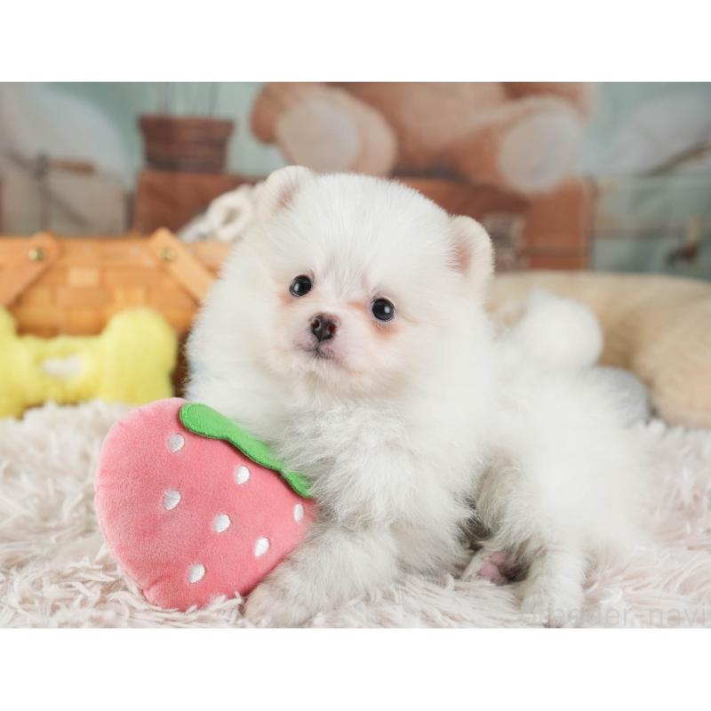 販売中の埼玉県のポメラニアン-447495の8枚目