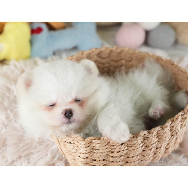 販売中の埼玉県のポメラニアン-447495の7枚目