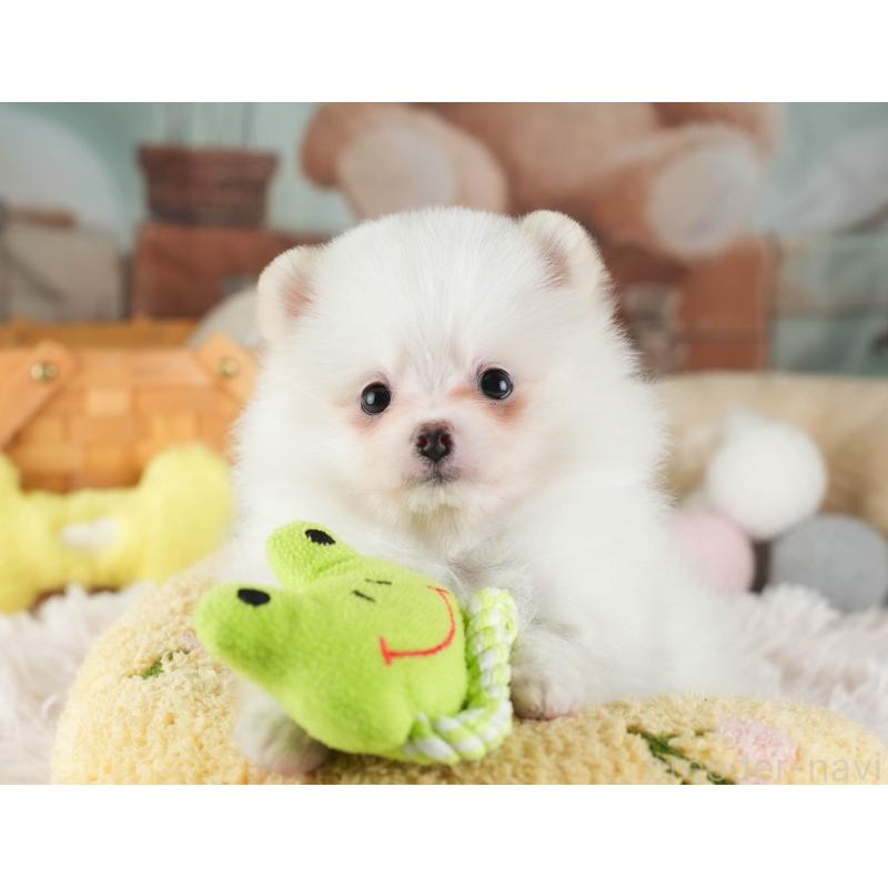 販売中の埼玉県のポメラニアン-447495の6枚目