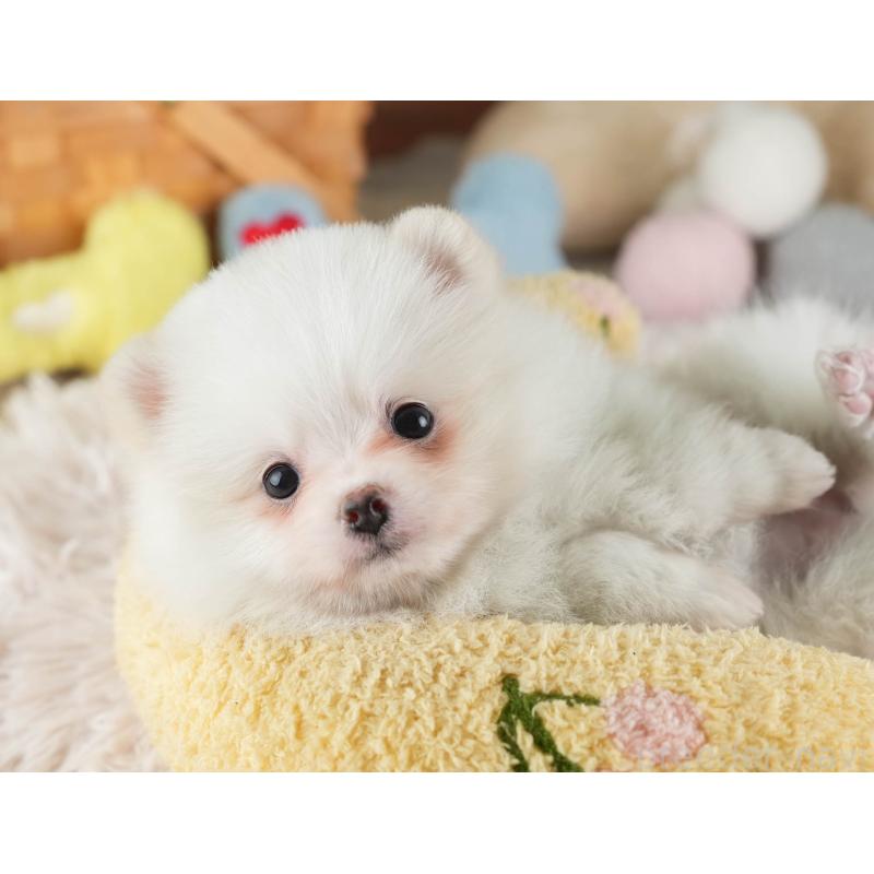 販売中の埼玉県のポメラニアン-447495の5枚目