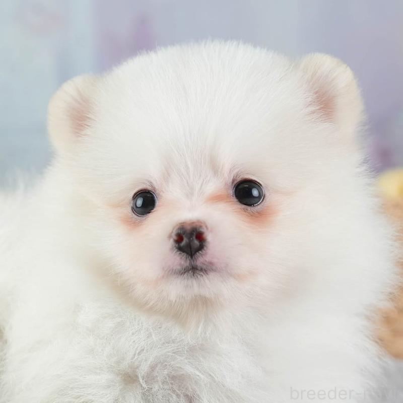 販売中の埼玉県のポメラニアン-447495の1枚目