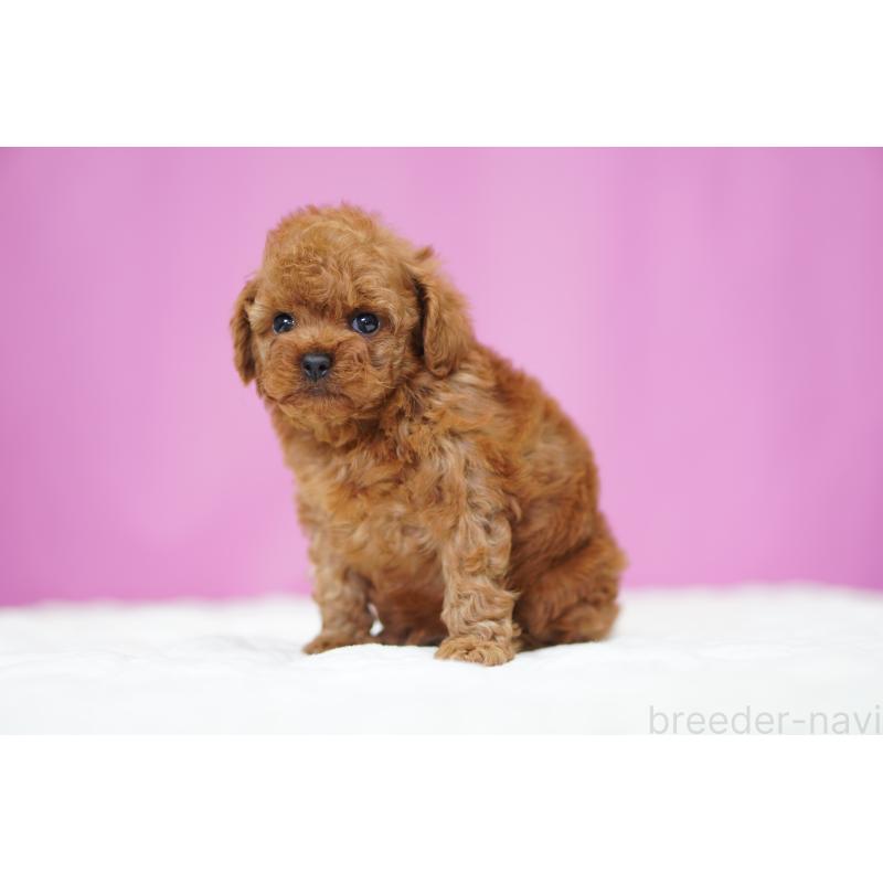 販売中の埼玉県のタイニープードル-446207の5枚目