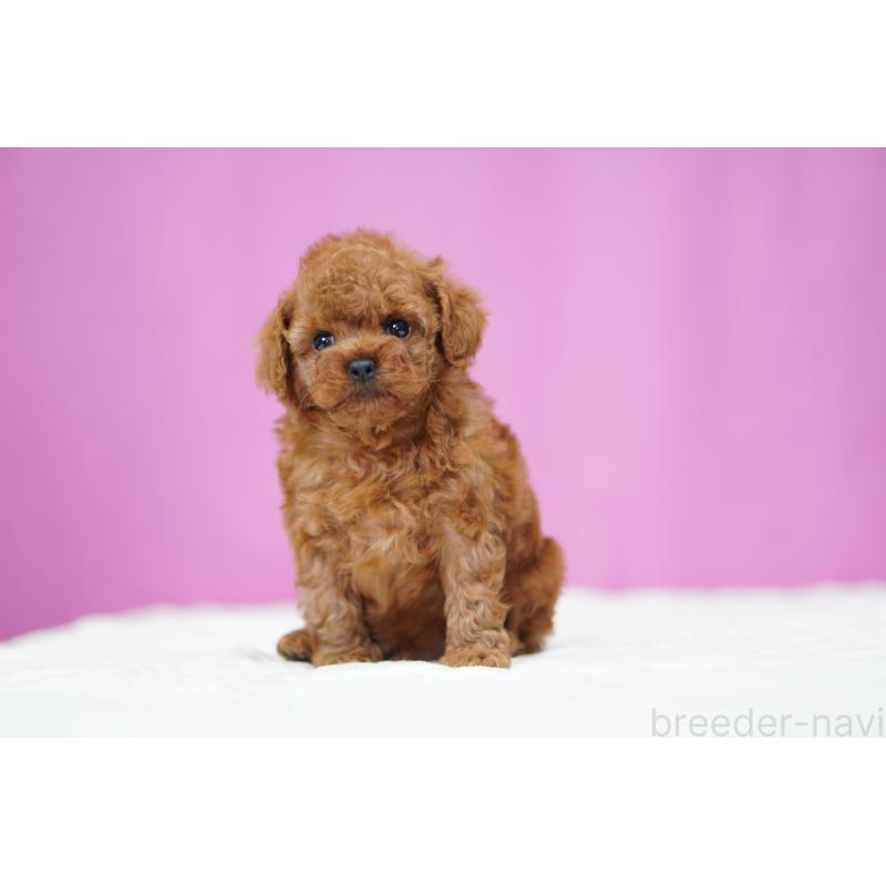 販売中の埼玉県のタイニープードル-446207の3枚目