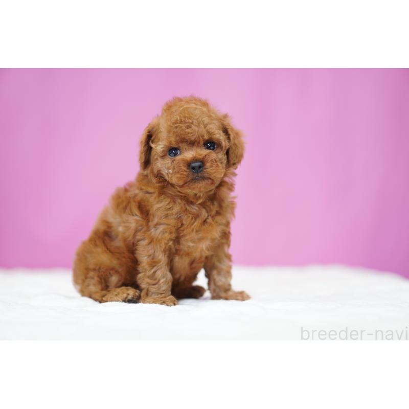 販売中の埼玉県のタイニープードル-446207の2枚目