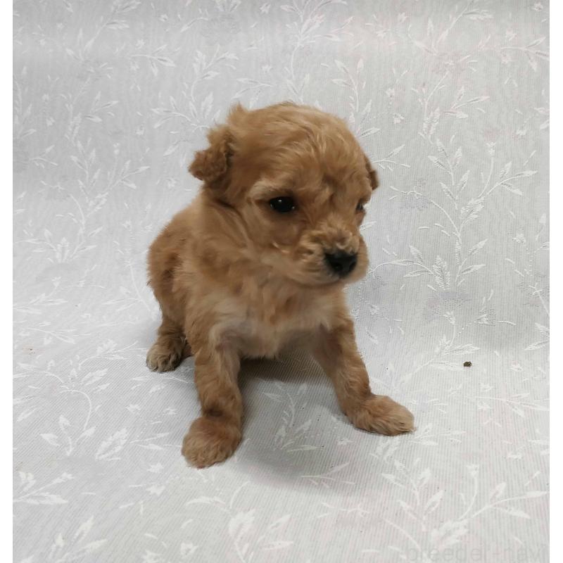 販売中の群馬県のマルプー:マルチーズ×トイプードル-447496の4枚目