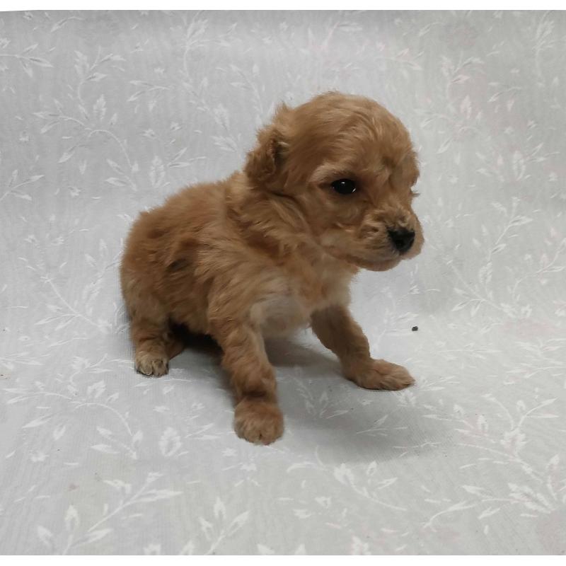 販売中の群馬県のマルプー:マルチーズ×トイプードル-447496の3枚目