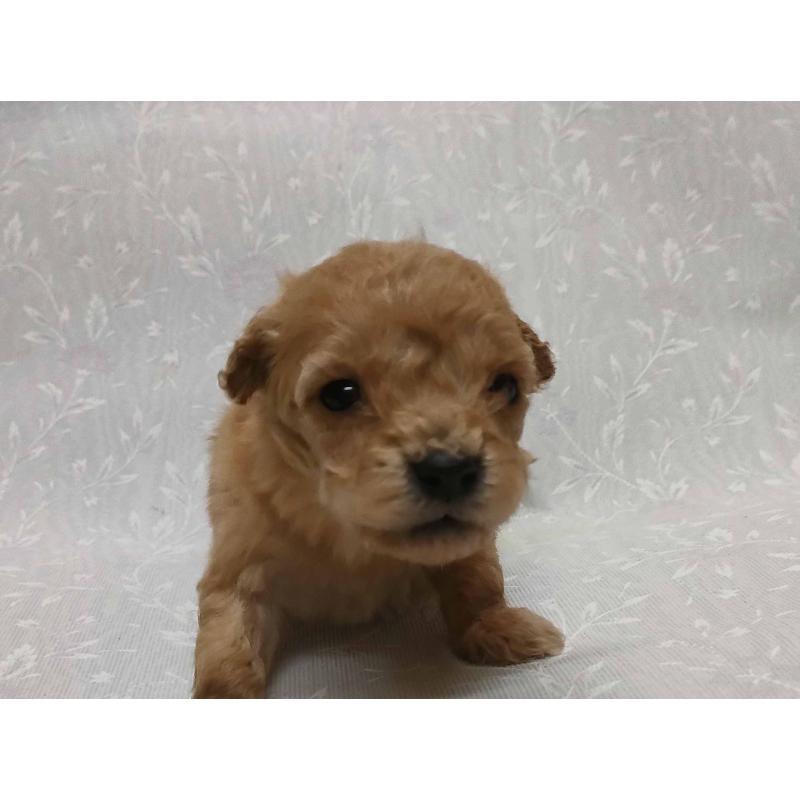 販売中の群馬県のマルプー:マルチーズ×トイプードル-447496の2枚目