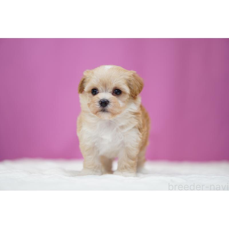 販売中の埼玉県のマルプー:マルチーズ×トイプードル-446195の6枚目