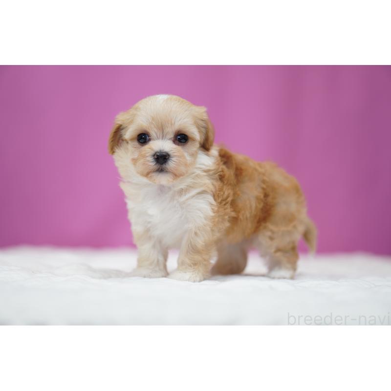 販売中の埼玉県のマルプー:マルチーズ×トイプードル-446195の5枚目