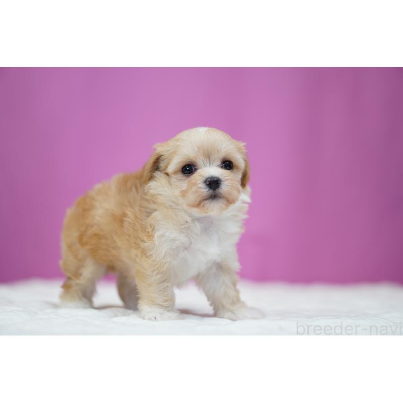 販売中の埼玉県のマルプー:マルチーズ×トイプードル-446195の4枚目