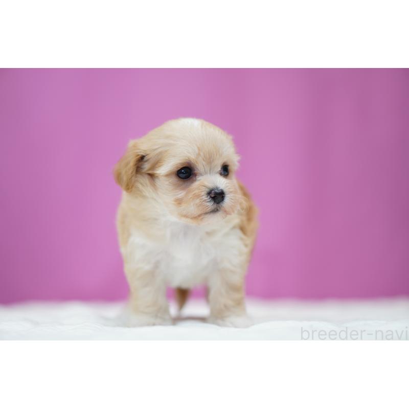 販売中の埼玉県のマルプー:マルチーズ×トイプードル-446195の3枚目