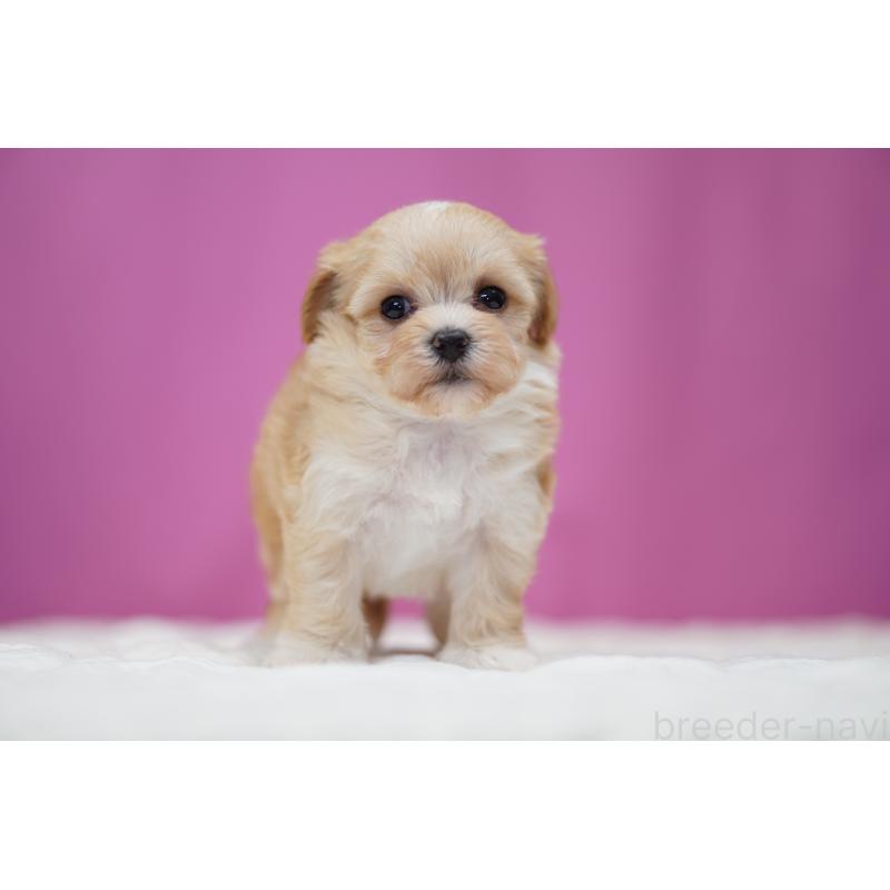 販売中の埼玉県のマルプー:マルチーズ×トイプードル-446195の2枚目