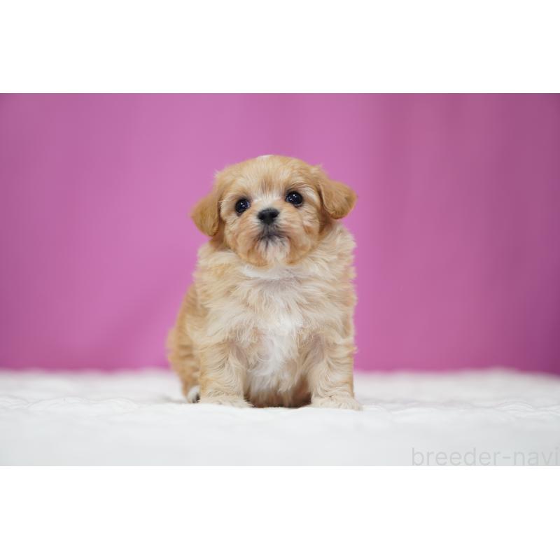 販売中の埼玉県のマルプー:マルチーズ×トイプードル-446196の6枚目