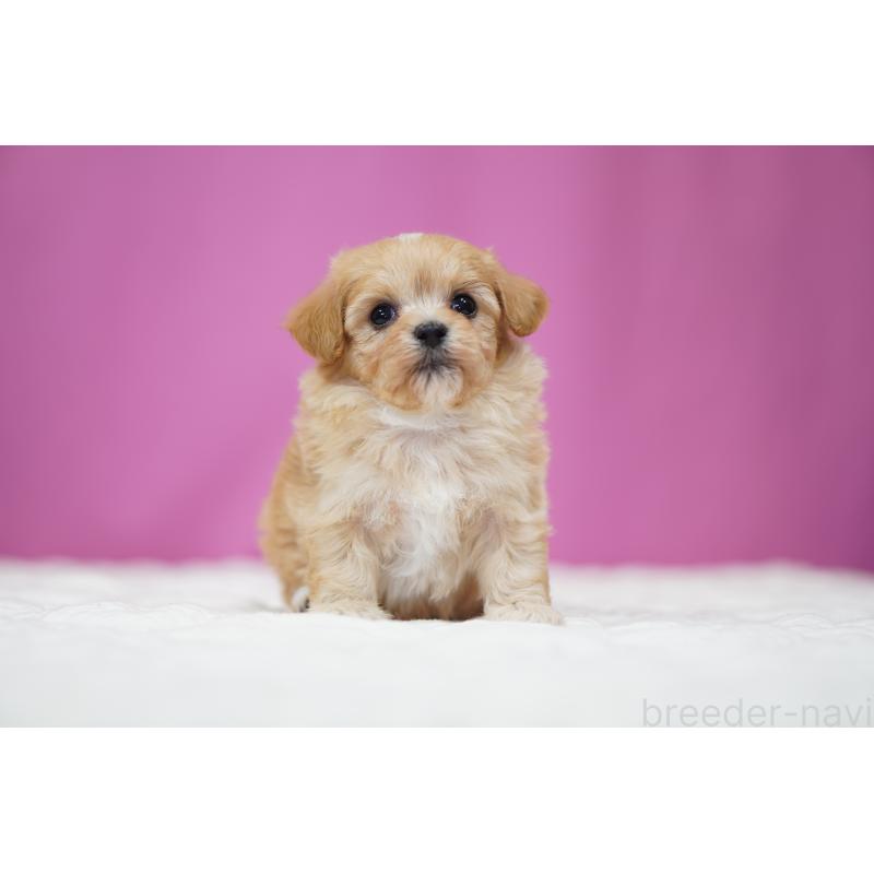 販売中の埼玉県のマルプー:マルチーズ×トイプードル-446196の5枚目