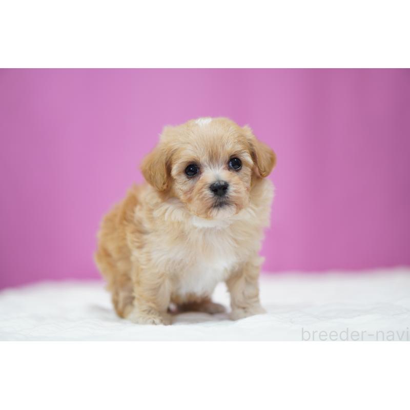 販売中の埼玉県のマルプー:マルチーズ×トイプードル-446196の3枚目