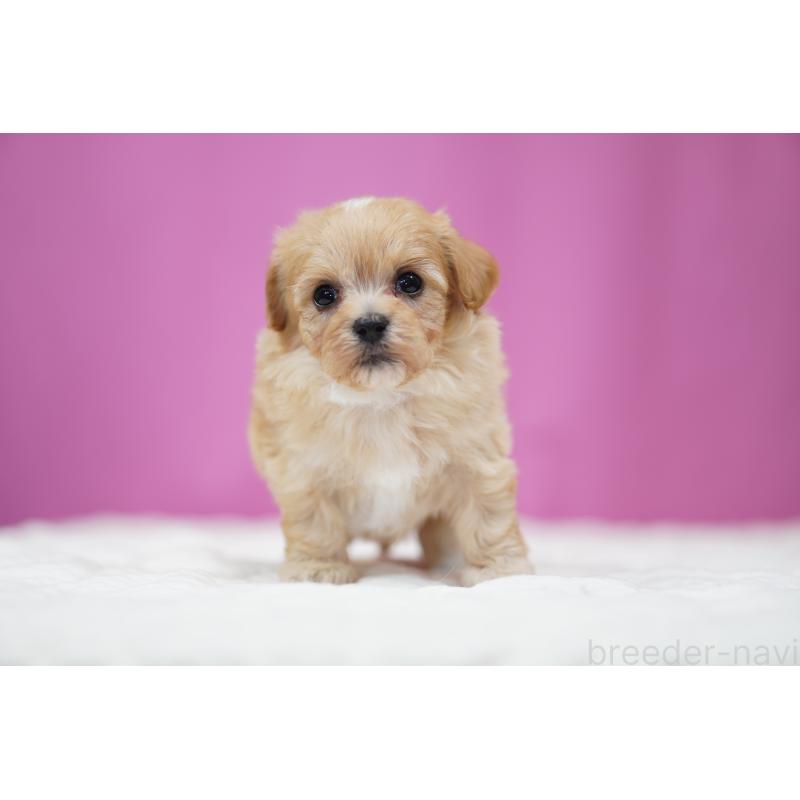 販売中の埼玉県のマルプー:マルチーズ×トイプードル-446196の2枚目