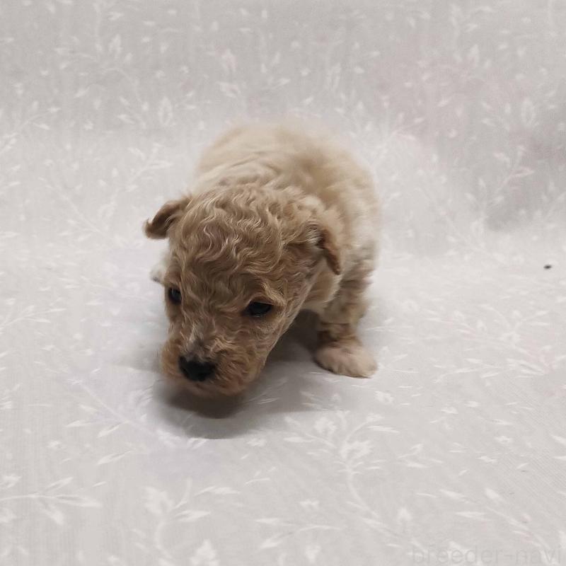 販売中の群馬県のマルプー:マルチーズ×トイプードル-447497の5枚目