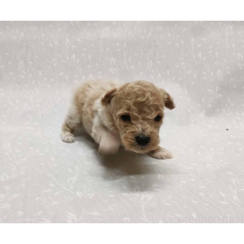 販売中の群馬県のマルプー:マルチーズ×トイプードル-447497の4枚目