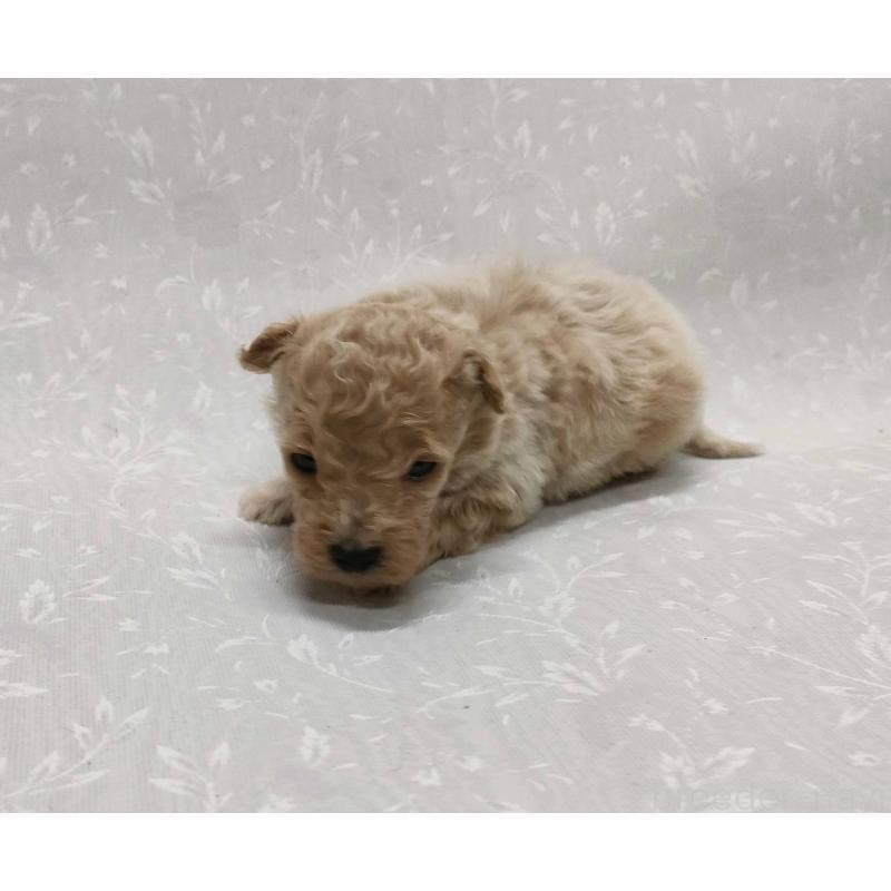 販売中の群馬県のマルプー:マルチーズ×トイプードル-447497の2枚目