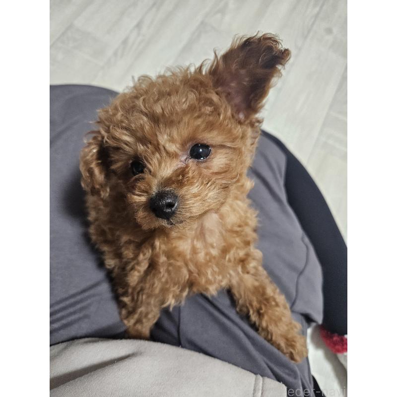 販売中の熊本県のタイニープードル-447517の1枚目