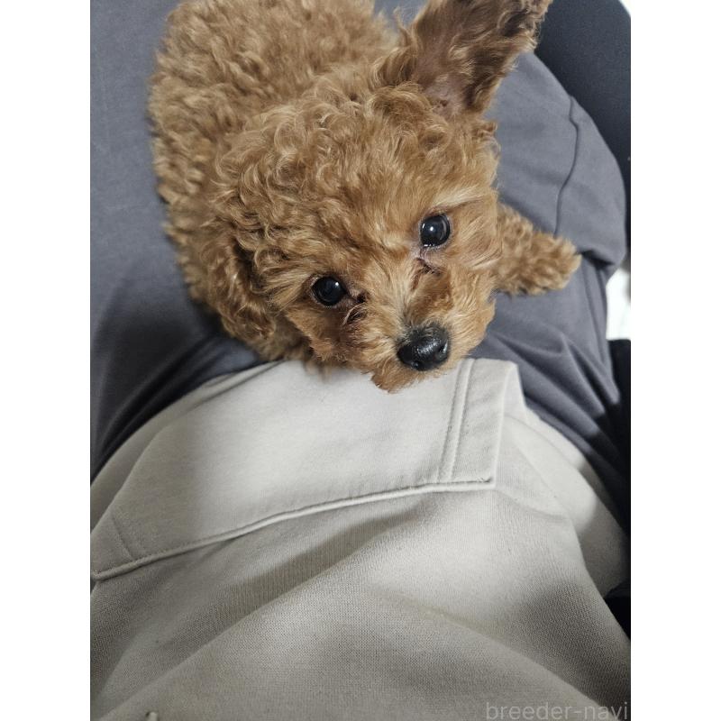 販売中の熊本県のタイニープードル-447517の6枚目