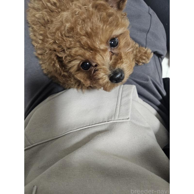 販売中の熊本県のタイニープードル-447517の5枚目