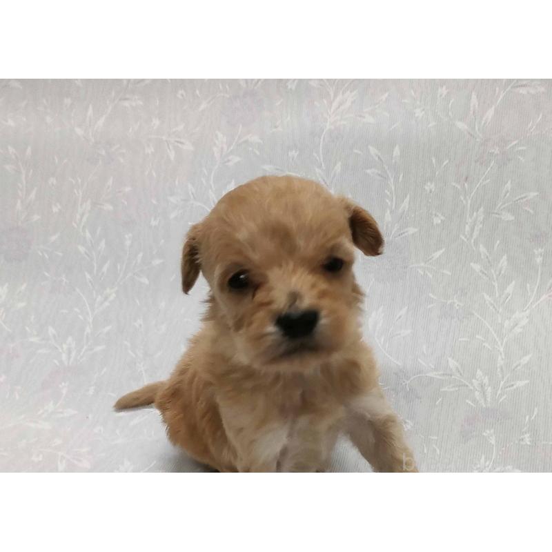 販売中の群馬県のマルプー:マルチーズ×トイプードル-447498の4枚目