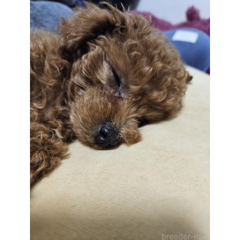 販売中の熊本県のタイニープードル-447517の4枚目