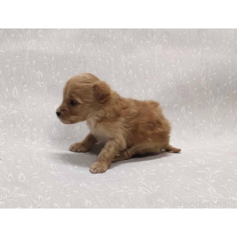 販売中の群馬県のマルプー:マルチーズ×トイプードル-447498の2枚目