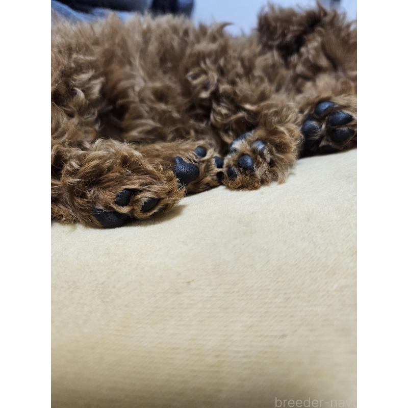 販売中の熊本県のタイニープードル-447517の3枚目