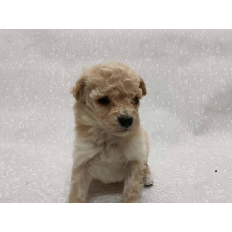 販売中の群馬県のマルプー:マルチーズ×トイプードル-447499の5枚目