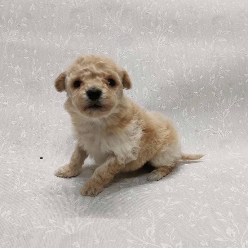 販売中の群馬県のマルプー:マルチーズ×トイプードル-447499の2枚目