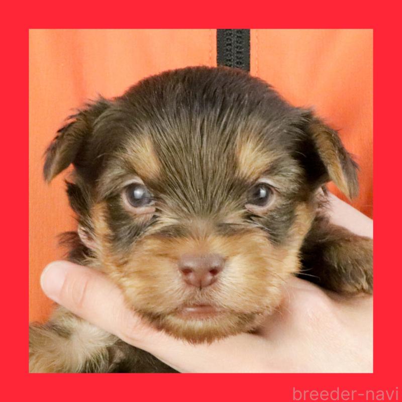 販売中の愛知県のヨークシャーテリア-444258