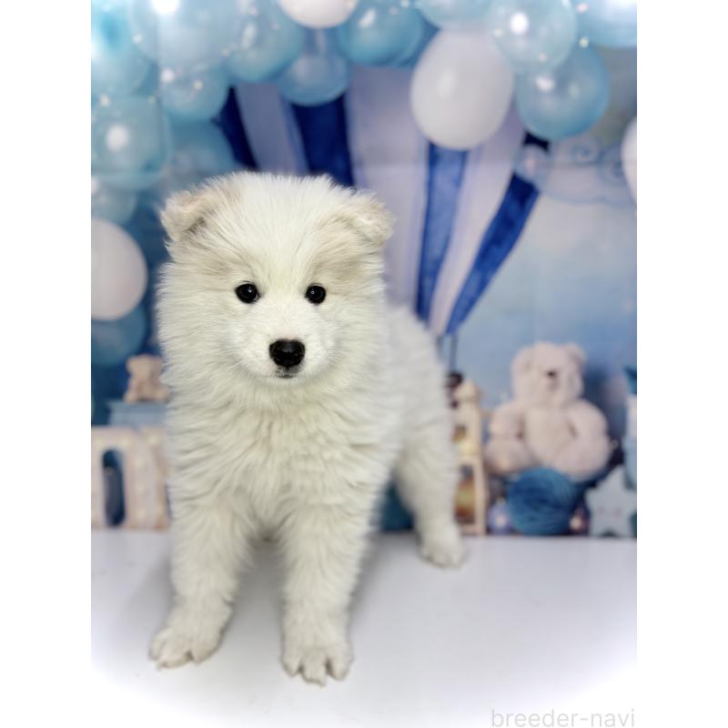 販売中の千葉県のサモエド-438656の5枚目