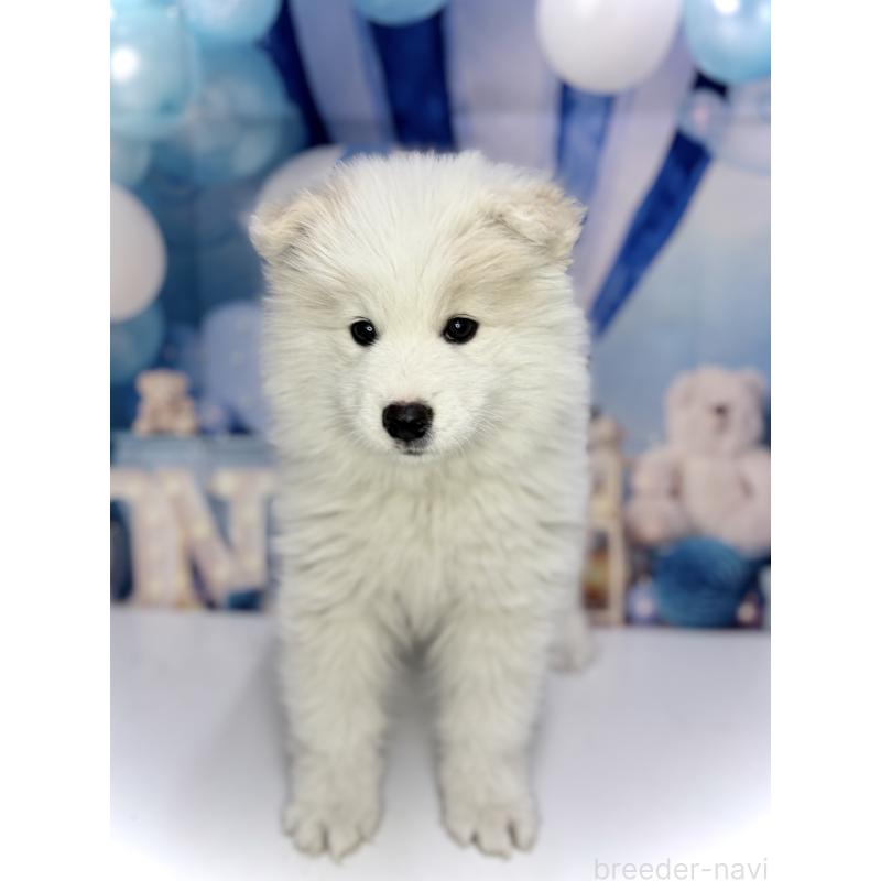 販売中の千葉県のサモエド-438656の4枚目