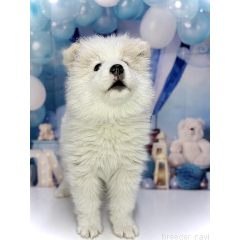 販売中の千葉県のサモエド-438656の3枚目