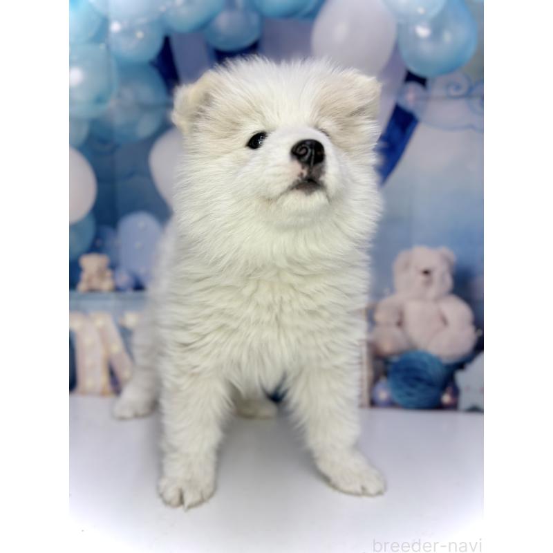 販売中の千葉県のサモエド-438656の2枚目